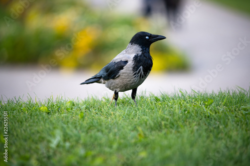 Hooded European Crow flying through Belvedere park in Austria Vienna