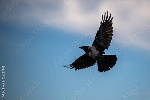 Hooded European Crow flying through Belvedere park in Austria Vienna © Luca