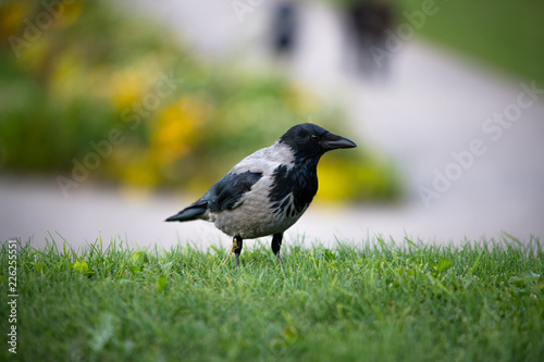 Hooded European Crow flying through Belvedere park in Austria Vienna