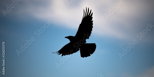 Hooded European Crow flying through Belvedere park in Austria Vienna