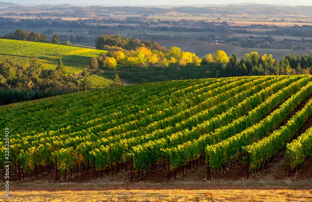 Fall colors turn trees gold, afternoon light brightens the top of vineyard rows, offering a pattern leading to the horizon.