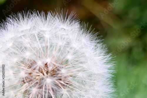 A close up of a Danedlion puff ball.