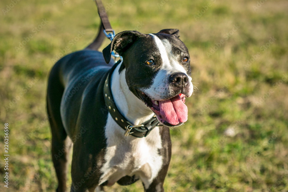 Portrait of white and dark brown mixed breed dog, looking up, pink tongue sticking out, on leash, standing in a park, dog collar on, yellow, green grass in background, sunny fall day