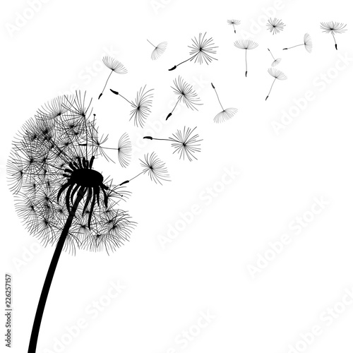 Abstract black dandelion, dandelion with flying seeds - stock vector