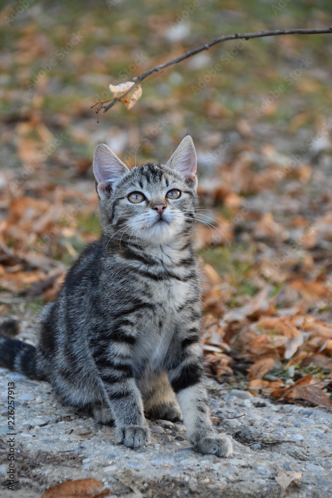 Obraz premium Katze spielt