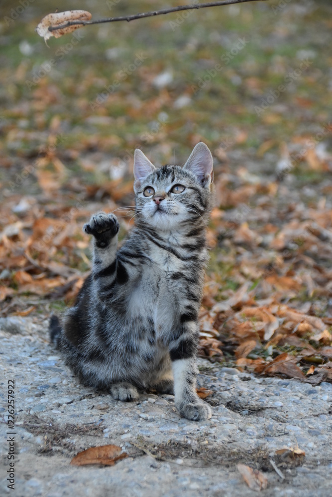 Obraz premium Katze spielt