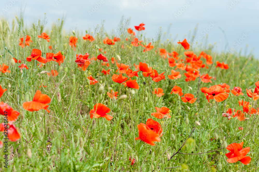 Field of red poppy flowers and green grass