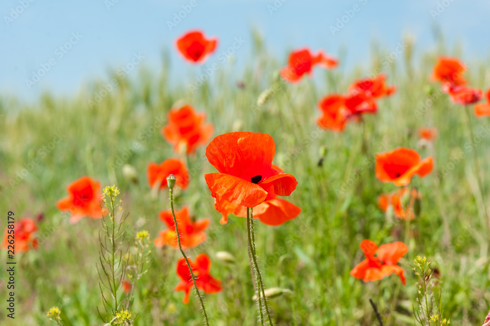Close up of one flower in poppies field Close up of one flower in poppies field