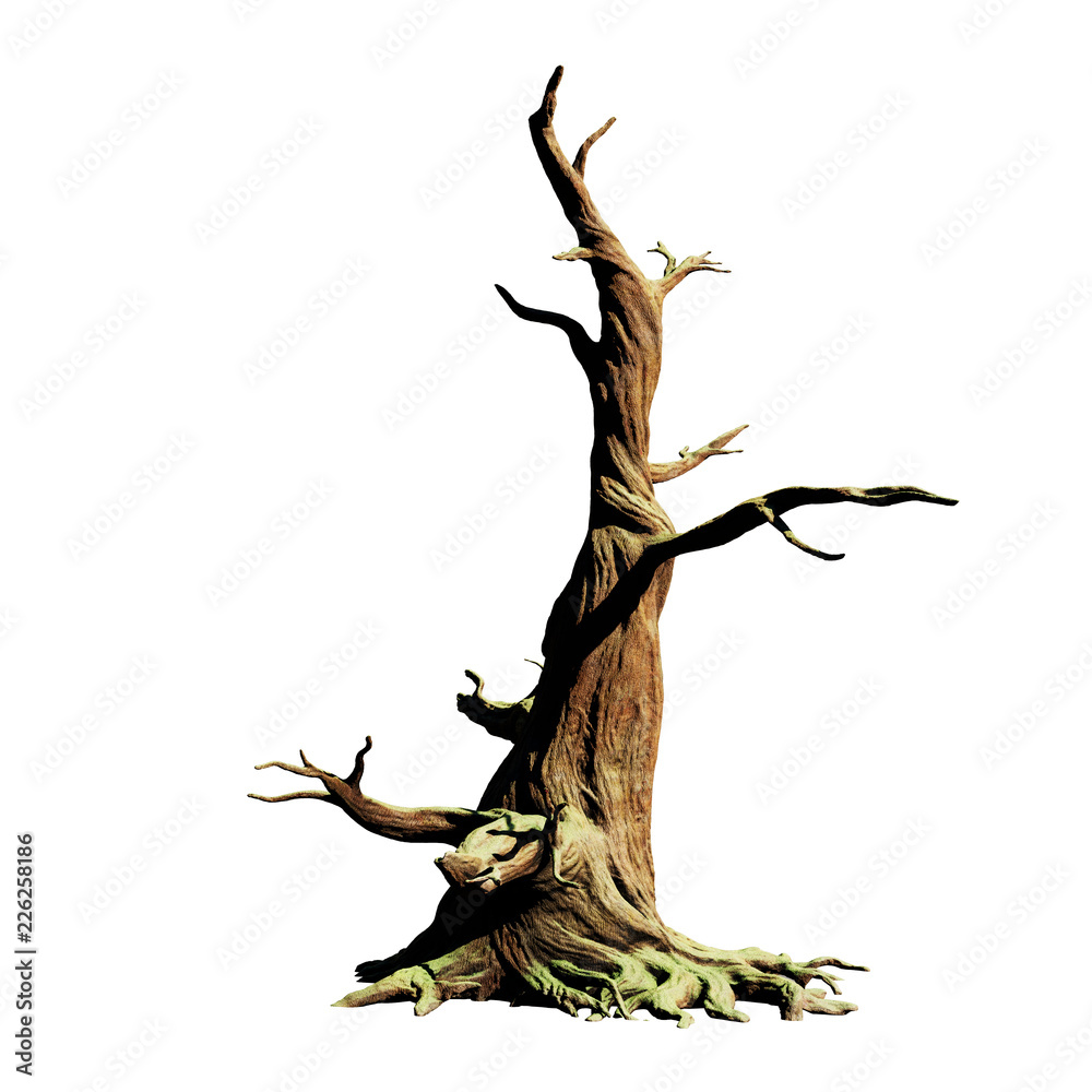 big old dead tree, isolated on white background