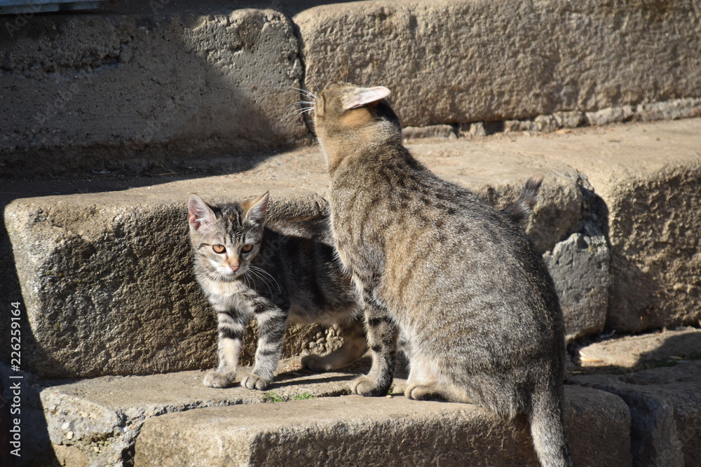 Obraz premium Katzenjunges mit Mutter