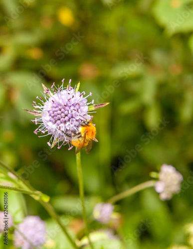 Bourdon des bois