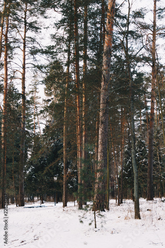 Pine forest in Russia. Russian pine forest during winter. 