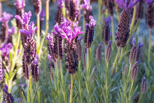 Fototapeta Naklejka Na Ścianę i Meble -  close-up of French lavender (levandula stoechas) flowers in bloom