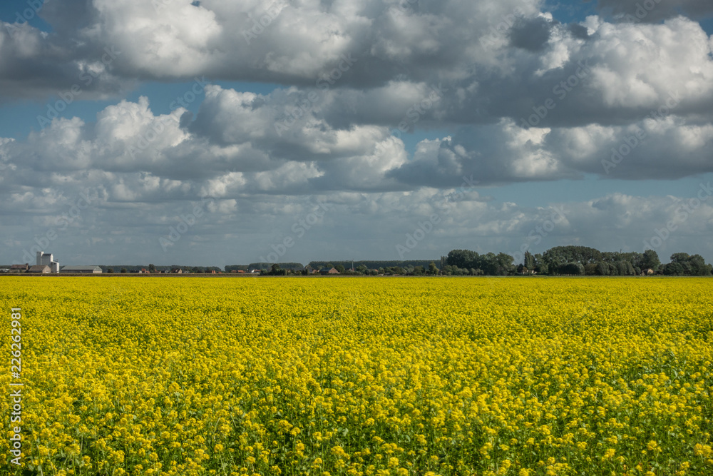 Φωτογραφία Isabellahaven, Zeeland, Netherlands - September 21, 2018: Wide shot of yellow blooming canola field under heave flowing coudscape