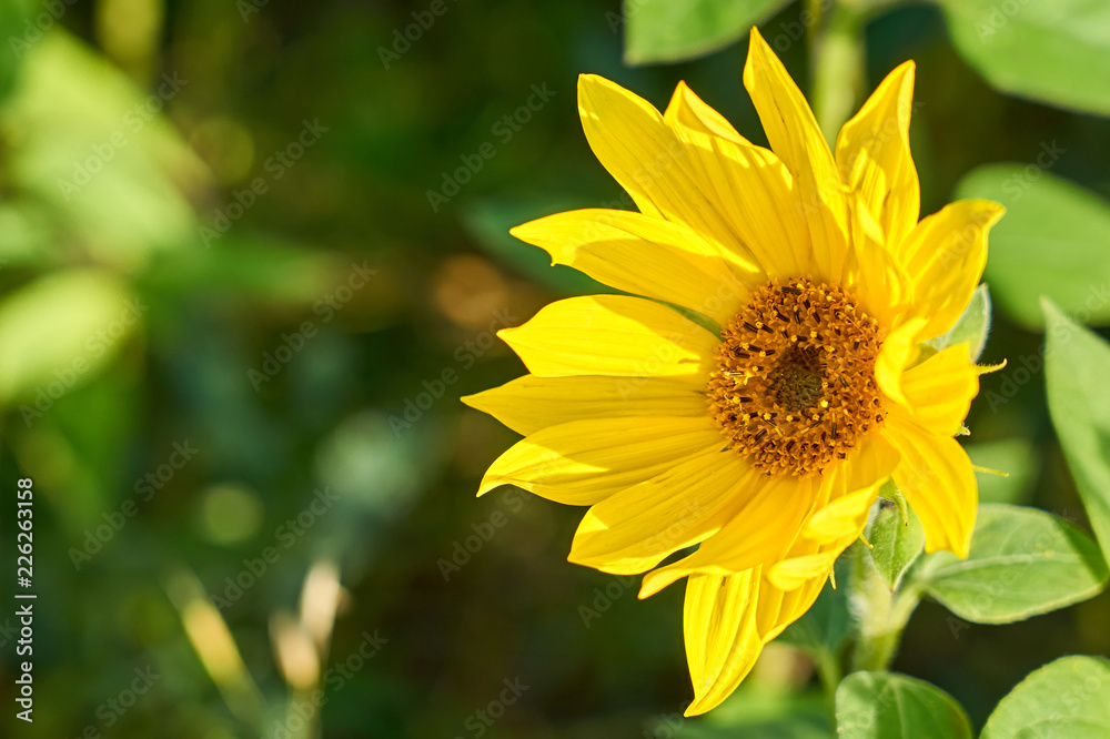 Yellow sun flower with blurred bokeh background on a feald on a sunny day. Copy space. Yellow sun flower with blurred bokeh background on a feald on a sunny day. Copy space.