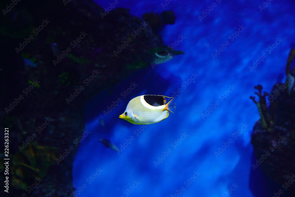 Φωτογραφία Fish, sea urchins and crabs, fugu and stars, as well as other inhabitants of war