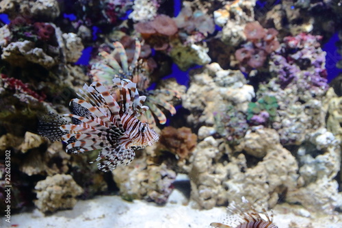 Canvas Print Fish, sea urchins and crabs, fugu and stars, as well as other inhabitants of war
