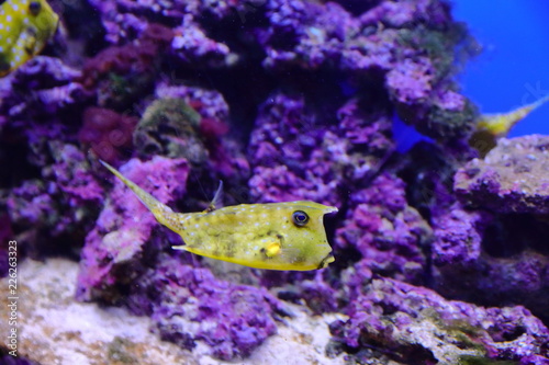 Fish, sea urchins and crabs, fugu and stars, as well as other inhabitants of warm coral reefs filmed in the most approximate living conditions