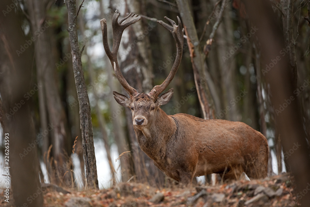 Obraz premium red deer, cervus elaphus, Czech republic