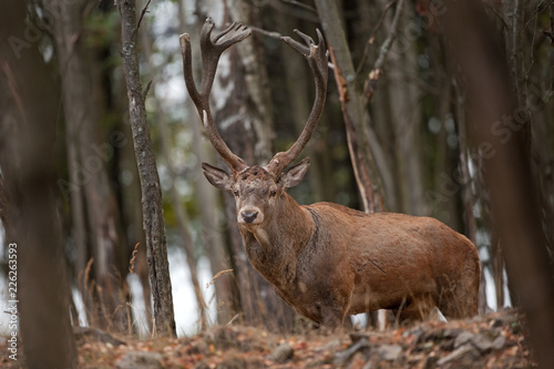 red deer, cervus elaphus, Czech republic