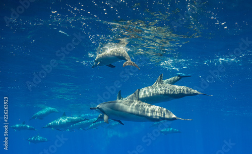 Dolphins are playing in Maui © Drew