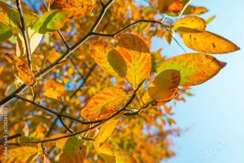 Foliage in a blue sky in autumn colors in sunlight at fall