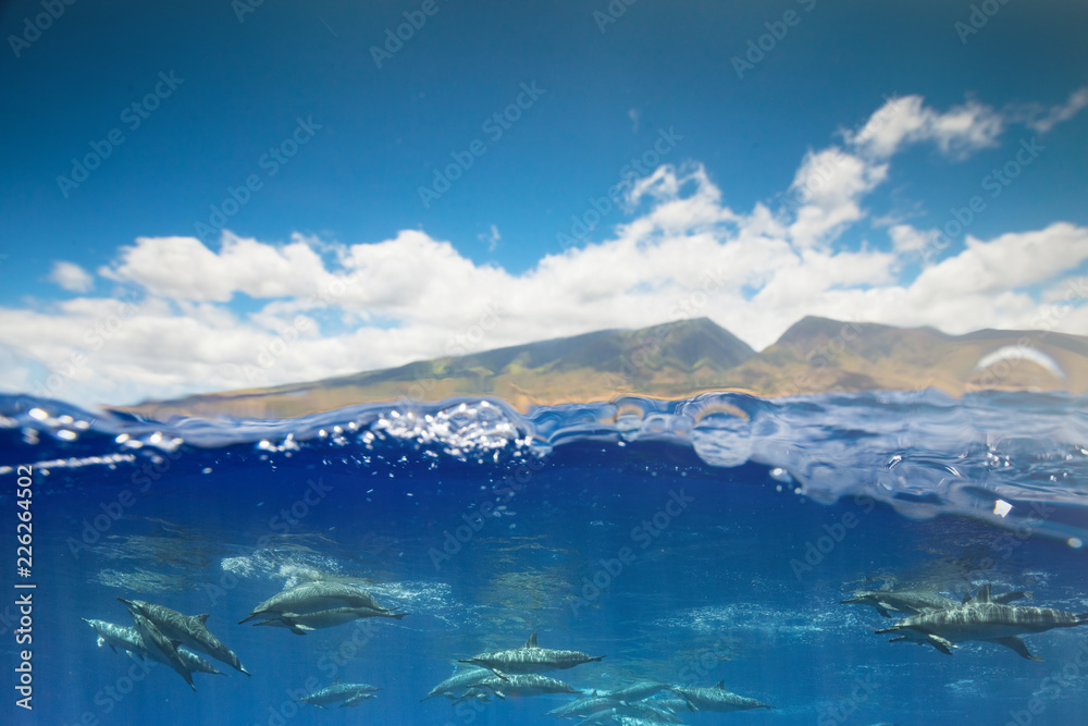 Obraz premium Doplphins and the west Maui Mountains