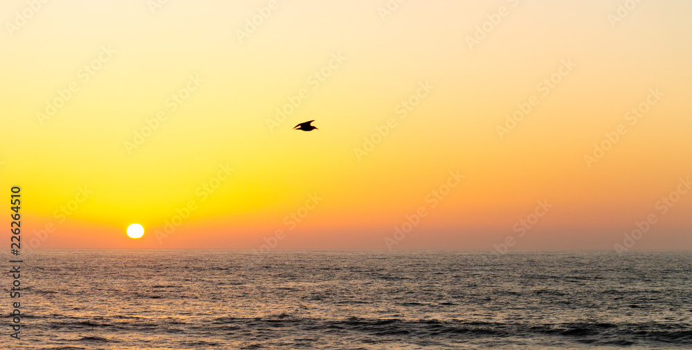 Seagull Flies Above the Ocean at Sunset