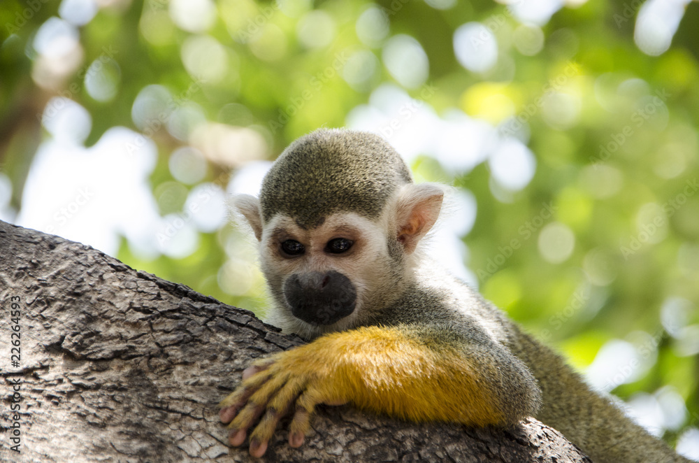 Obraz premium Angry monkey behind a tree