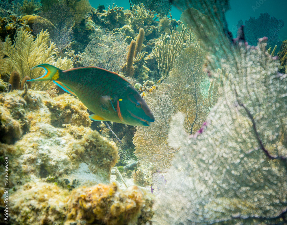 Obraz premium Parrotfish in Belize