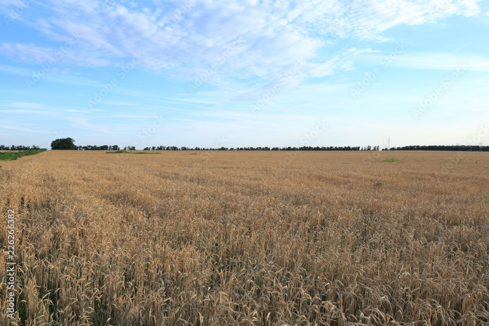 Large open field of Golden wheat looks harmoniously against the blue sky Large open field of Golden wheat looks harmoniously against the blue sky