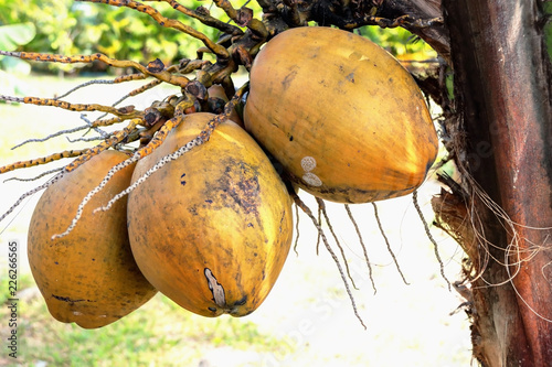 Noix de coco en Guadeloupe