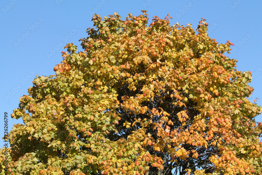 Yellowing crown of maple against a clean blue sky Yellowing crown of maple against a clean blue sky