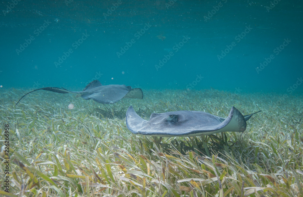 Fototapeta premium singrays and sharks in belize