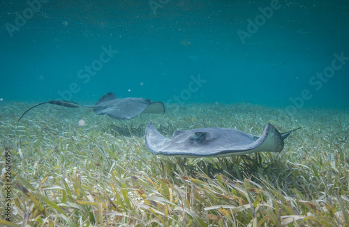 singrays and sharks in belize