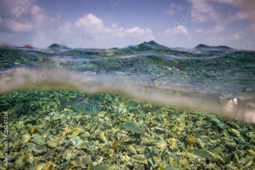 Dead Reef in Belize