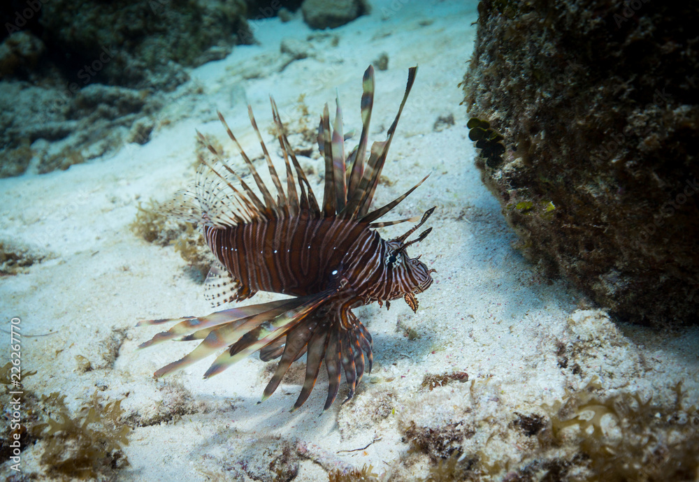 Reef Life in the Ocean Reef Life in the Ocean