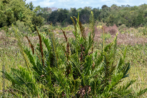 swamp plants in Florida marsh