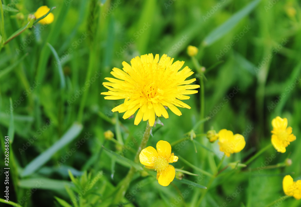 Yellow small flowers and dandelion in the green grass Yellow small flowers and dandelion in the green grass