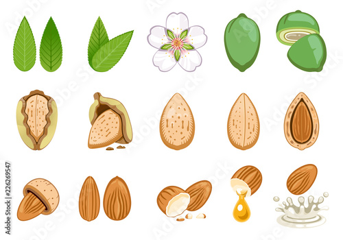 almond seed develop and product from almonds.