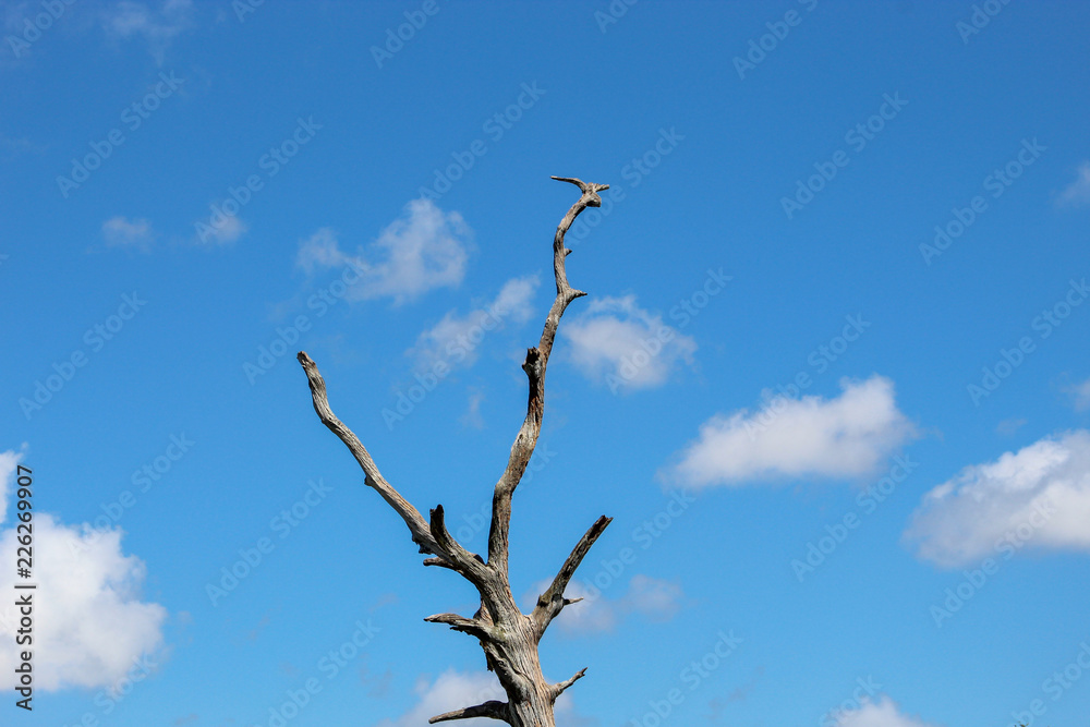 bare tree branches against blue sky in swamp bare tree branches against blue sky in swamp