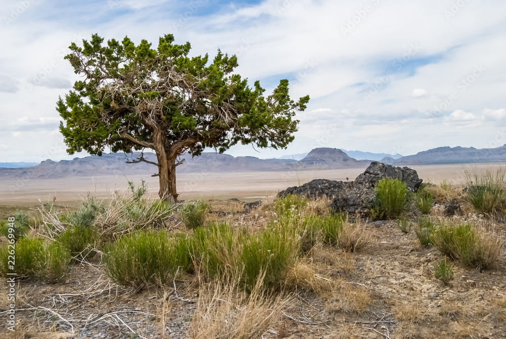 Shade. Single tree in open, hot desert in western Utah