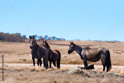 Iconic wild horses in Kosciuszko National Park  NSW  Australia