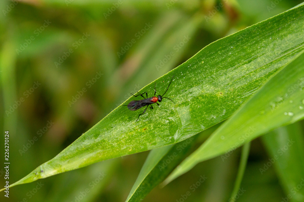 Bug Bug