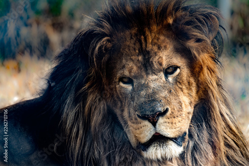 Deranged looking lion up close. 