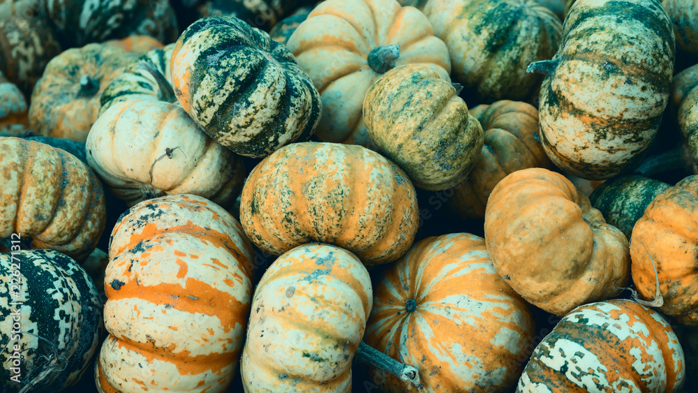 Harvest: Heap of Celebration F1 Acorn Pumpkin, Cucurbita pepo