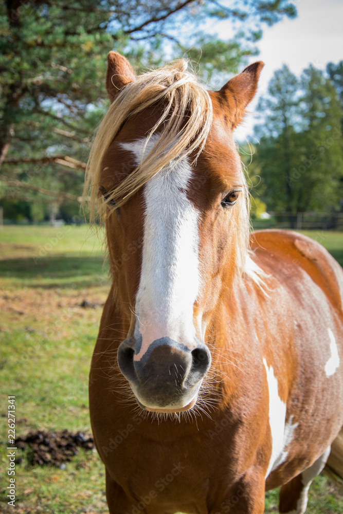 A beautiful bay horse is standing and looking forward.