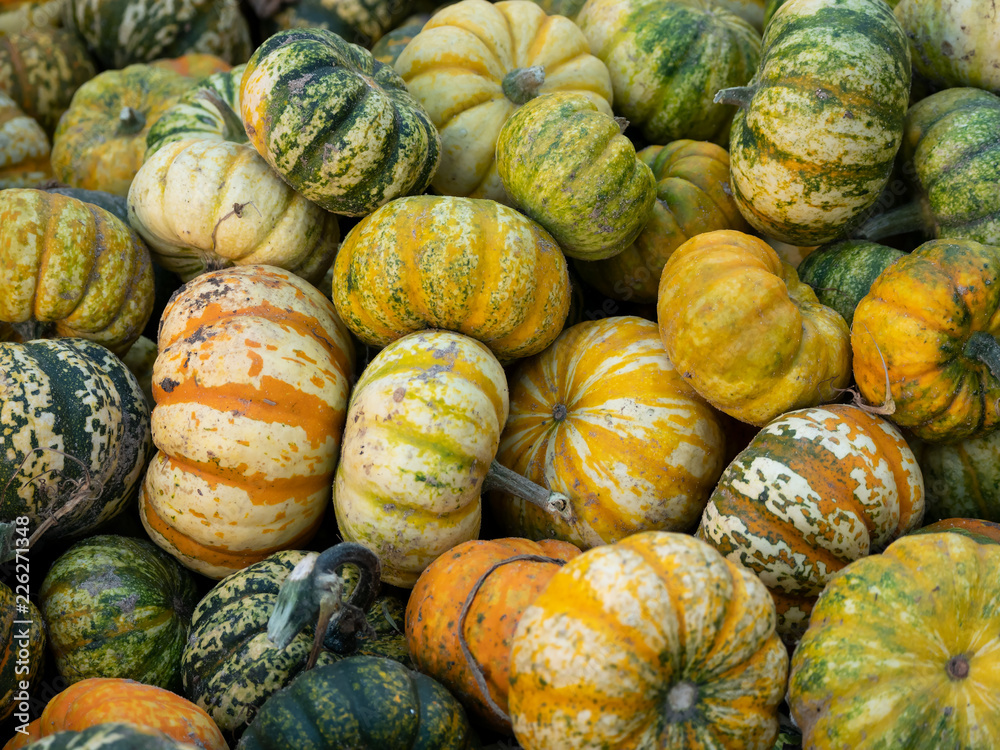 Harvest: Heap of Celebration F1 Acorn Pumpkin, Cucurbita pepo