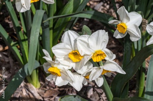 White Daffodil Clump