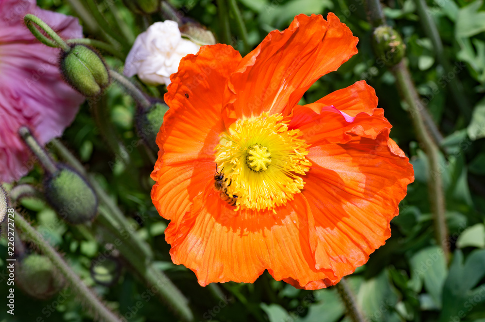 Orange Poppy With Bee on Side Orange Poppy With Bee on Side